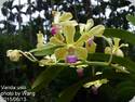Vanda ustii
